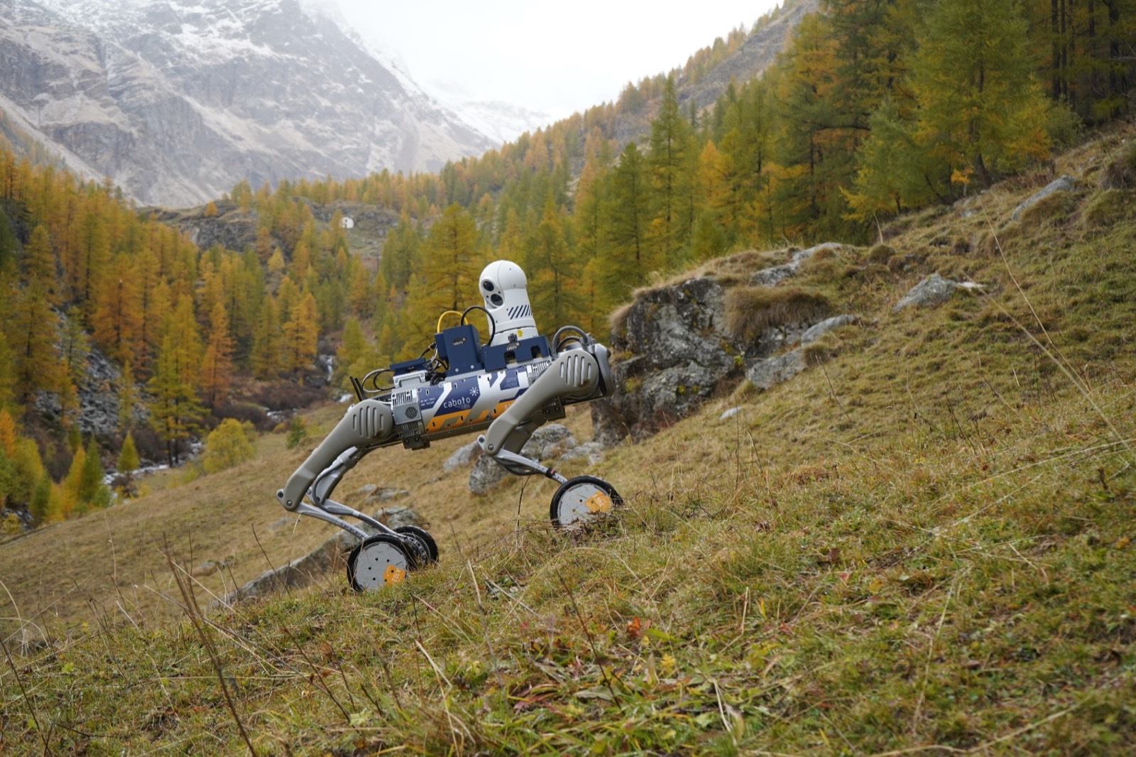 Caboto wheeled-legged robot operating autonomously on a steep alpine slope with snow-capped peaks and larch forest
